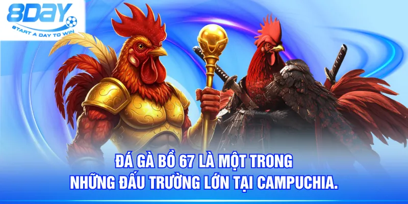 Đá gà bồ 67 là một trong những đấu trường lớn tại Campuchia.