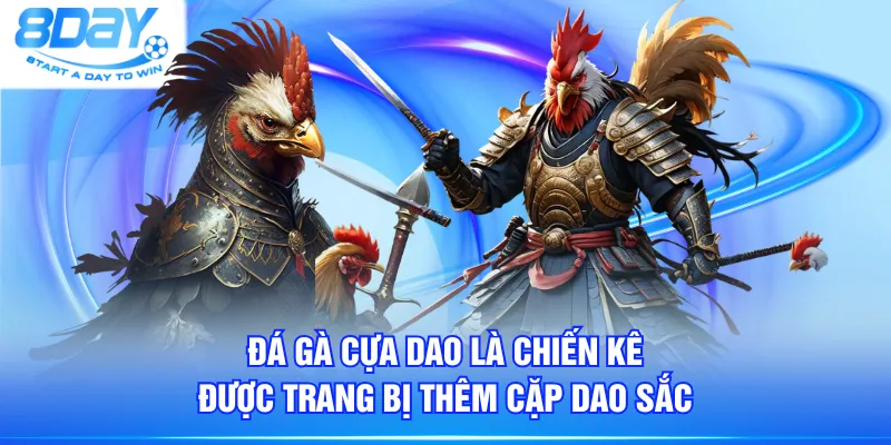 Đá gà cựa dao là chiến kê được trang bị thêm cặp dao sắc