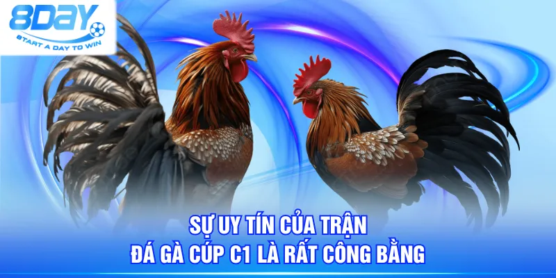 Sự uy tín của các trận đá gà cúp C1 là rất công bằng